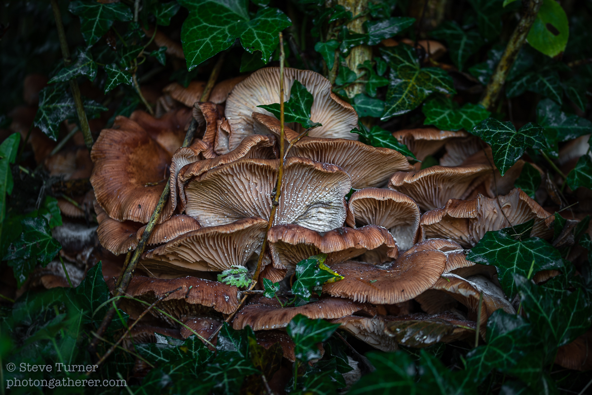 photongatherer1's tweet photo. Armillaria fruiting on a Buddleia stump. This time of year they appear all around the garden - I wonder if they are all part of one organism. #Honey #Fungus #fungi #mushrooms #jelda #thirdkingdom #MushroomMonday #ephemera #HoneyFungus #NaturePhotography https://t.co/jdKBG9LjB6