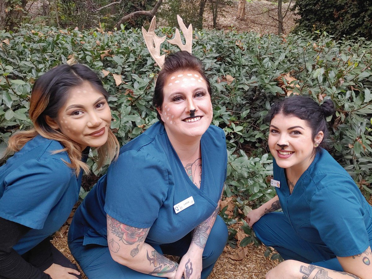 Mohnacky_Vets's tweet image. Our Vista CSRs are the deerest!