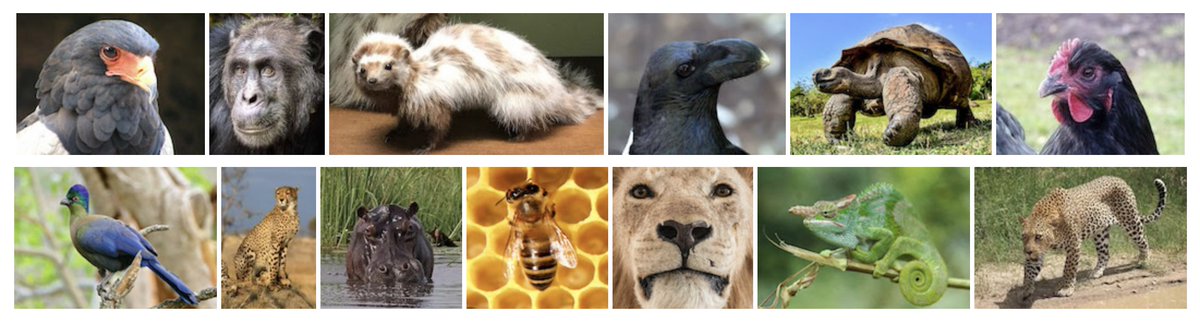 OnlineCrsLady's tweet image. another good #WritingDay, while I'm also close to finishing production on first African animal tales book; I'm confident now I can be writing AND doing book production at same time...and supply of animal stories is endless!
microfables.blogspot.com/search/label/A… #OpenWriting
today's characters: