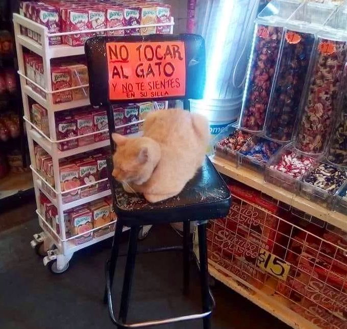 Bodegacats_'s tweet photo. https://t.co/4sGvPTeiTA