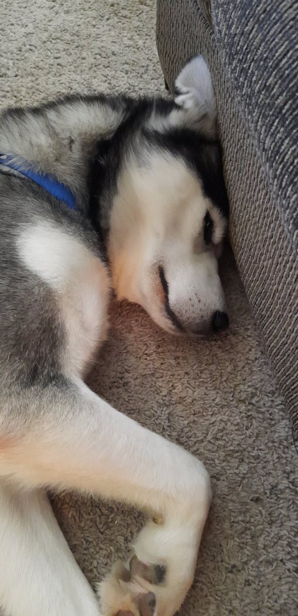 Stephanie Shipley tweet media