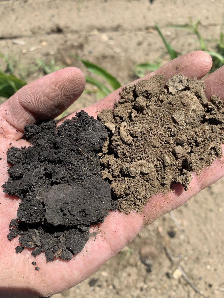 Lackore's tweet photo. Why is the placement of soil sampling points critical this fall? We completely missed this change in soil variability on 2.5 acre grids. Now we’re transitioning to management zones to optimize fertility. 

Know more, grow more with @GranularAg Agronomy. https://t.co/rx6k2X85yX