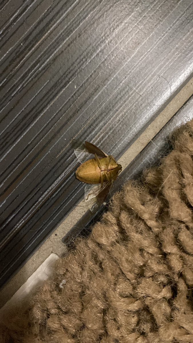 belegijaa's tweet photo. Ended this motherfuckers whole career with 1slap… I guess too much @dragonballsuper for me 🤷🏼 Was taking a dump on toilet and this mofo just started flyin all around so I did what a normal person would do #strength #StrongerTogether #toilettraining https://t.co/enSvOHGWiu