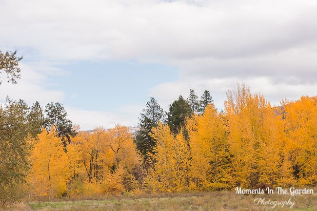 MomentsintheG's tweet photo. The storm they predicted did not arrive here yet so another lovely walk today through the Delta. There was even a touch of blue sky. #bluesky #fintrydelta #fallcolours #october #autumncolours #momentsinthegardenphotography https://t.co/b6U980jCQh