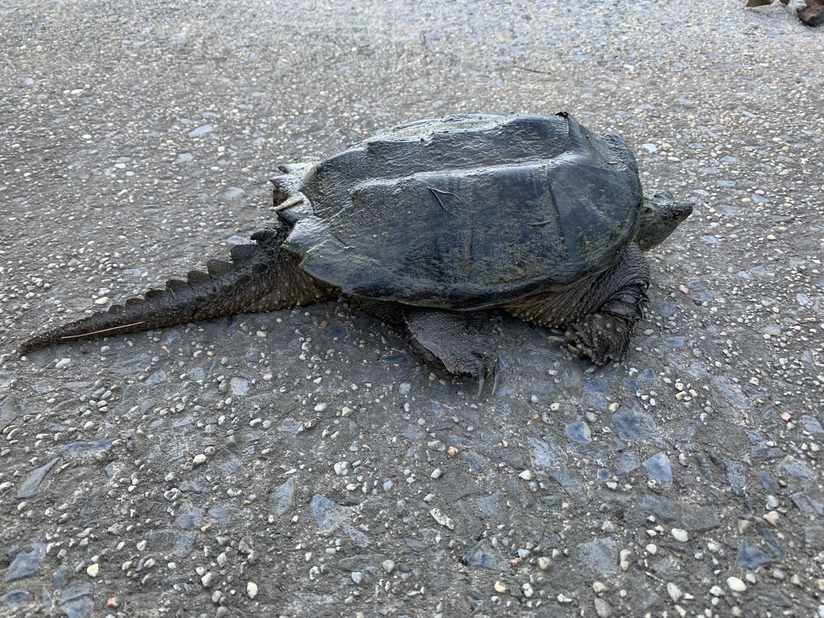 L1ZASH's tweet photo. @MarylandDNR do what kind of snapping turtle is this if not an alligator snapping turtle? Since you’re the specialists, please enlighten us! We’re so excited! https://t.co/CBRvlKNsVX