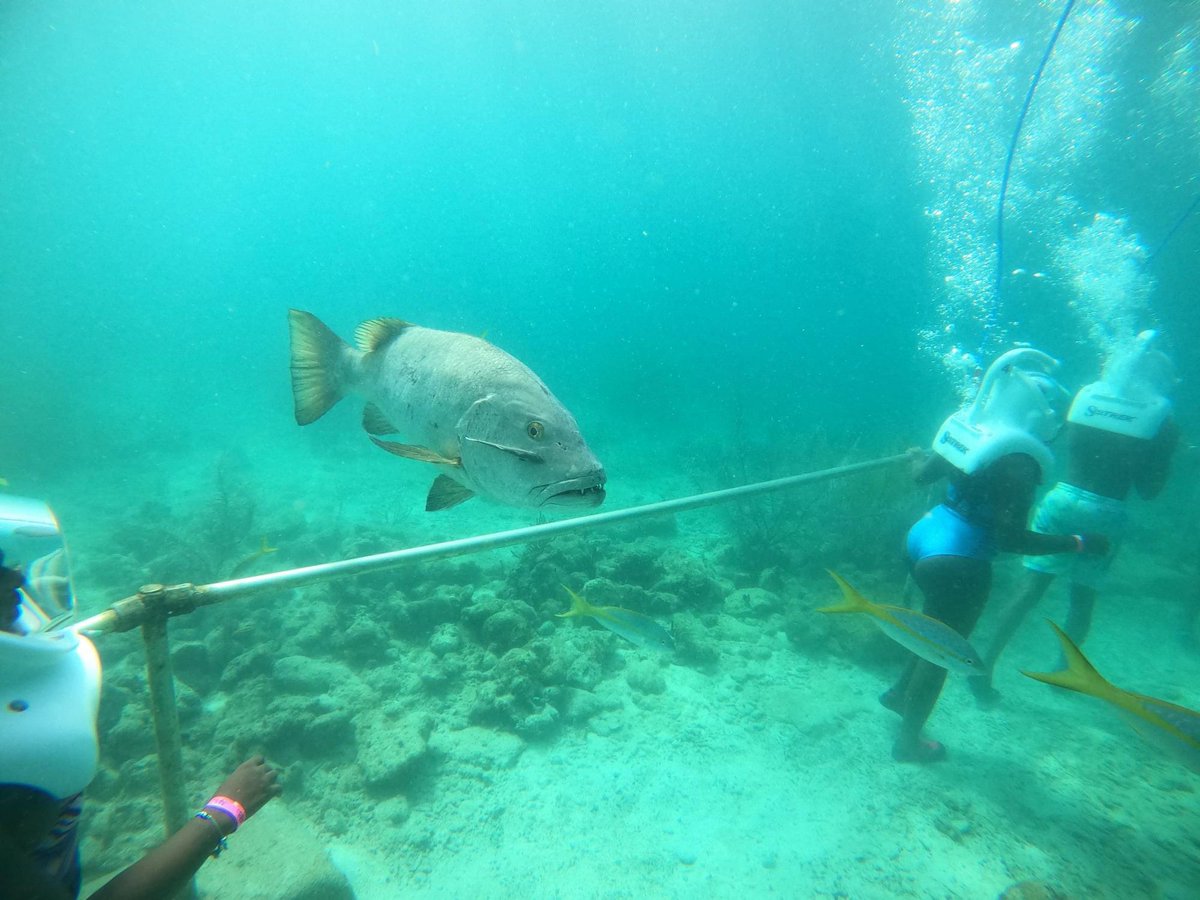 taetooFINE's tweet photo. Client cam ๐ธ
Yes I also book excursions and activities also. I plan they entire trip from start to finish! Isnโt this cool who else would try this?
#traveltimewithtae #tripplanning #tripplanner #baecation #sthomas #usvirginislands #usvi #underthesea https://t.co/87djdStUoB