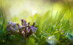 Резиденция утренней росы как открыть. Цветы в росе. Утро роса. Утро роса цветы. Роса на траве фото.