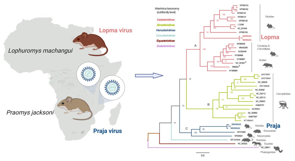 The discovery of #Lopma_virus and #Praja_virus, two new members of the family Arteriviridae found in African rodents, sheds new light on the evolutionary origin of rodent-borne #arteriviruses. 
Full Text View: mdpi.com/1999-4915/13/9…
#Editors_Choice