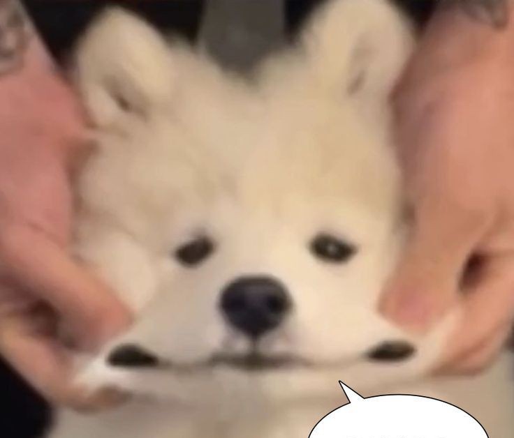 mingyu as puppies 🐶 (@mingyupuppies) on Twitter photo 