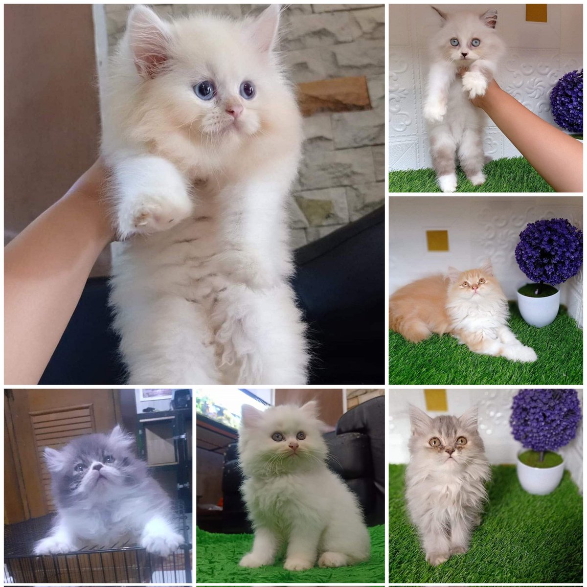 ilfijandrisno's tweet photo. ๐ค๐ค Ready for Adopt ๐ค๐ค
Kitten Persia, Ragdoll
2.5 Bulan
Poop dan Pee di Pasir
Sehat, gembul, lincah..
DM for price
#kitten #adopsi #lepasadopt #not4free #adopsikucing #anakkucing #kittenpersia #kittenragdoll #persia #persian #ragdoll https://t.co/QMiQaH7IeD