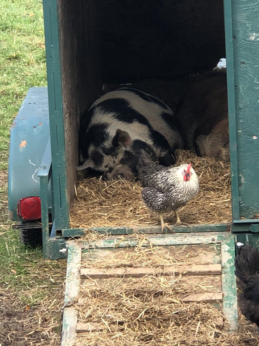 Had some fun at the apple orchard. Picking was done but could still buy apples and apple products but they let us wonder around there farm. Kids loved it
