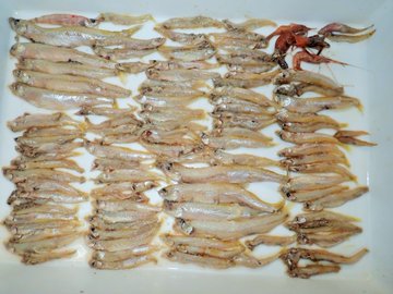 アメリカナマズ釣り大会 霞ヶ浦を開催するよ みんなで釣って食べよう 野食ハンマープライス