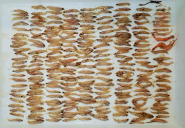 アメリカナマズ釣り大会 霞ヶ浦を開催するよ みんなで釣って食べよう 野食ハンマープライス