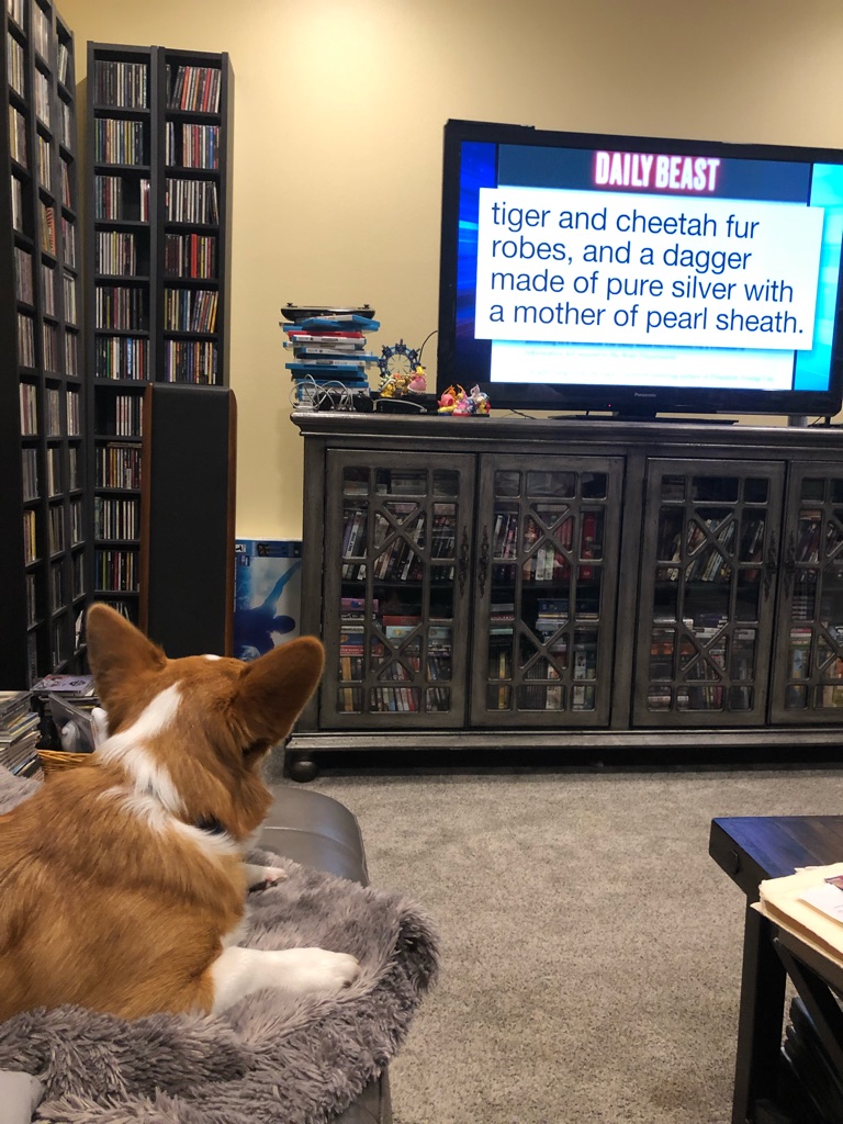 Jenni__Stephens's tweet photo. @sethmeyers our #corgi loves watching A Closer Look https://t.co/eWonjrDX7x