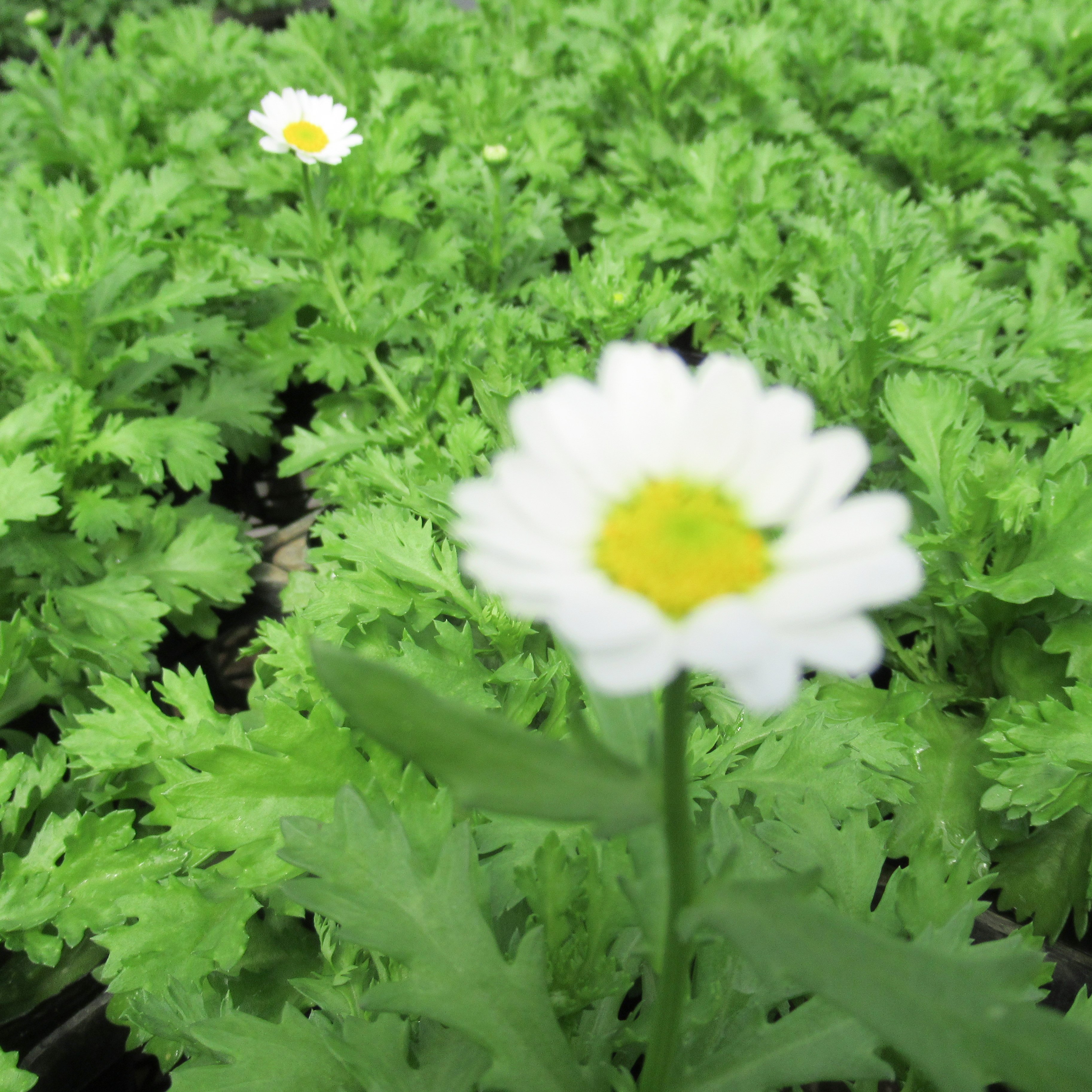 Minimarguerite Twitter Search Twitter