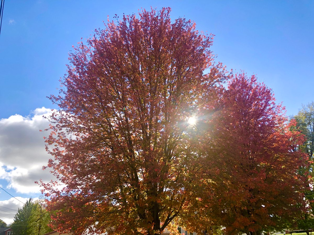 CrookyT1's tweet photo. Some #fall pics while the trees still have leaves. The sun is beaming through my two favorite maple trees.
Oskaloosa area.
#Autumn #fallfoliage
#IAwx
@WHOWeather
@EdWilsonWX13HD
@JeriannWX
@BrettMcWx
@WXMegs
@AmberAwx
@NWSDesMoines
@IAStormChasing
@StormHour
@WeatherNation https://t.co/7aUKgu8AYu