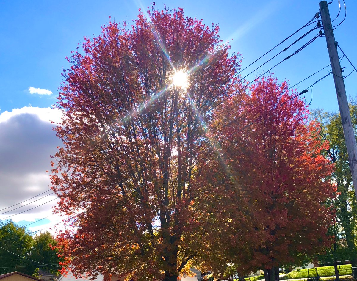 CrookyT1's tweet photo. Some #fall pics while the trees still have leaves. The sun is beaming through my two favorite maple trees.
Oskaloosa area.
#Autumn #fallfoliage
#IAwx
@WHOWeather
@EdWilsonWX13HD
@JeriannWX
@BrettMcWx
@WXMegs
@AmberAwx
@NWSDesMoines
@IAStormChasing
@StormHour
@WeatherNation https://t.co/7aUKgu8AYu
