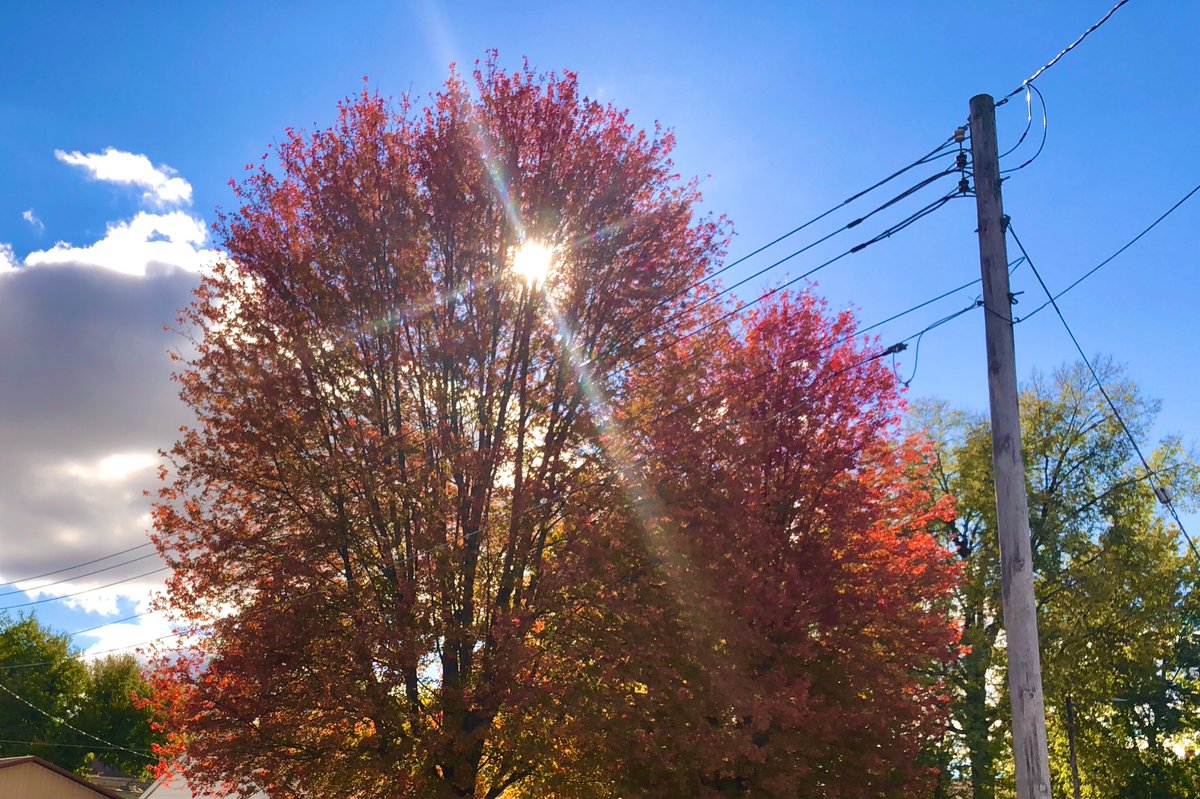 CrookyT1's tweet photo. Some #fall pics while the trees still have leaves. The sun is beaming through my two favorite maple trees.
Oskaloosa area.
#Autumn #fallfoliage
#IAwx
@WHOWeather
@EdWilsonWX13HD
@JeriannWX
@BrettMcWx
@WXMegs
@AmberAwx
@NWSDesMoines
@IAStormChasing
@StormHour
@WeatherNation https://t.co/7aUKgu8AYu