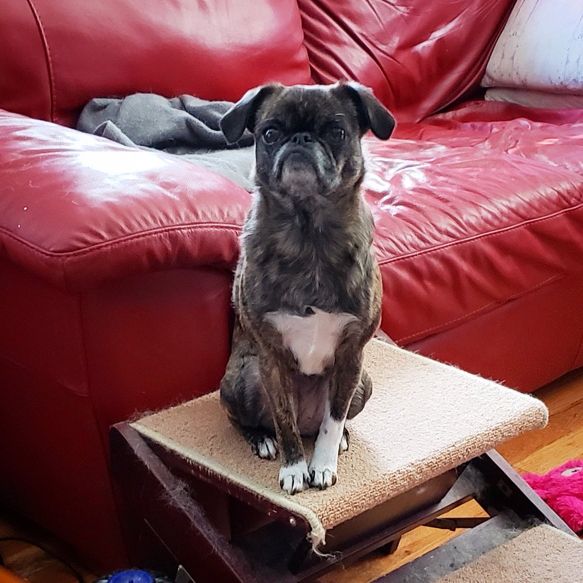 funaek's tweet photo. When Monkey looks this dainty & well behaved, it's a sure sign she's done something naughty. #monkadoodledoo #pullupyoursockmonkey https://t.co/eM0aVbiUHM