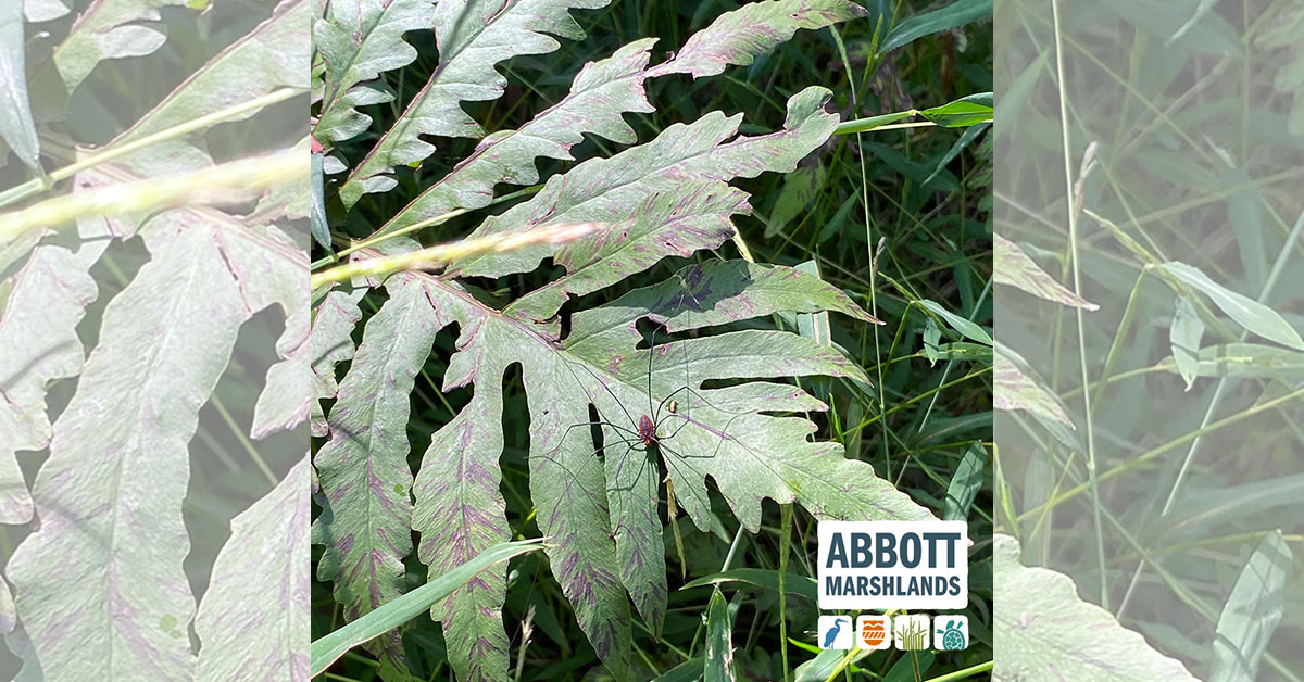 abbottmarshland's tweet photo. Sensitive Fern is native to North America and a wetland indicator. Early American settlers noticed that it was very sensitive to frost. The Daddy Long Legs (on it) is not a mosquito or spider, but an arthropod also known as a harvestman but can't bite or sting. #abbottmarshlands https://t.co/1fZkI2eUq5