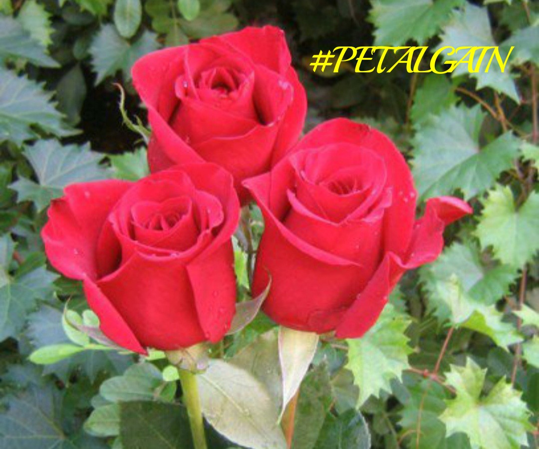 BlueA125 (@bluea125) on Twitter photo #PETALGAIN
<a href="/swydersk/">Deb #TmPetaL🌹#Resist💙 #NeverTrump Enjoy the ride</a>
<a href="/Spencerjames211/">Spencer James #GAINWITHPETAL #TMPETAL #Teamspirit</a>
@luisalarosa
<a href="/r95731/">💓 s a R a v 💓 🇮🇳मेरा भारत महान🇮🇳 🥰100 K+🥰</a>
<a href="/metalifb/">🔊 IFB METAL™🤘FOLLOW HELP METALHEADS</a>
<a href="/MarthaCandia21/">🌼MARTHA CAN🌼</a>
<a href="/RobertPage68/">#EliFriends 👉Robert👈</a>
<a href="/tatysolcito/">💖 Tati Solcito 💖⭐⭐⭐</a>
<a href="/Siogo61/">@siogo61</a>
<a href="/mvf7186/">#TmSofia</a>
<a href="/MaJaVi_/">♠️🎰҉M҉A҉R҉C҉E҉L҉O҉ ҉</a>
<a href="/SergioA60798547/">Sergio</a>
<a href="/HORGLAERT/">HORGLAERT</a>
<a href="/Diane1Queen/">🌹Diane🌹</a>
<a href="/F1WRTR/">🔥⃤ F ♂ll♂W 🔥⃤</a>
<a href="/kittymayo7101/">#BossLady 👑</a>
<a href="/FllWRTR/">🔥⃤ F ♂ll♂W 🔥⃤</a>
@DianeGains
<a href="/glenton123/">Mark Glenton/ Mindfrontiers🤵🧐</a>
@GRAHAM15583070
<a href="/Luisa1Queen/">.•° ✿ °•. LuisaElena ꧂🌹</a>
<a href="/bluea125/">BlueA125</a> #PETALGAIN
<a href="/swydersk/">Deb #TmPetaL🌹#Resist💙 #NeverTrump Enjoy the ride</a>
<a href="/Spencerjames211/">Spencer James #GAINWITHPETAL #TMPETAL #Teamspirit</a>
@luisalarosa
<a href="/r95731/">💓 s a R a v 💓 🇮🇳मेरा भारत महान🇮🇳 🥰100 K+🥰</a>
<a href="/metalifb/">🔊 IFB METAL™🤘FOLLOW HELP METALHEADS</a>
<a href="/MarthaCandia21/">🌼MARTHA CAN🌼</a>
<a href="/RobertPage68/">#EliFriends 👉Robert👈</a>
<a href="/tatysolcito/">💖 Tati Solcito 💖⭐⭐⭐</a>
<a href="/Siogo61/">@siogo61</a>
<a href="/mvf7186/">#TmSofia</a>
<a href="/MaJaVi_/">♠️🎰҉M҉A҉R҉C҉E҉L҉O҉ ҉</a>
<a href="/SergioA60798547/">Sergio</a>
<a href="/HORGLAERT/">HORGLAERT</a>
<a href="/Diane1Queen/">🌹Diane🌹</a>
<a href="/F1WRTR/">🔥⃤ F ♂ll♂W 🔥⃤</a>
<a href="/kittymayo7101/">#BossLady 👑</a>
<a href="/FllWRTR/">🔥⃤ F ♂ll♂W 🔥⃤</a>
@DianeGains
<a href="/glenton123/">Mark Glenton/ Mindfrontiers🤵🧐</a>
@GRAHAM15583070
<a href="/Luisa1Queen/">.•° ✿ °•. LuisaElena ꧂🌹</a>
<a href="/bluea125/">BlueA125</a>