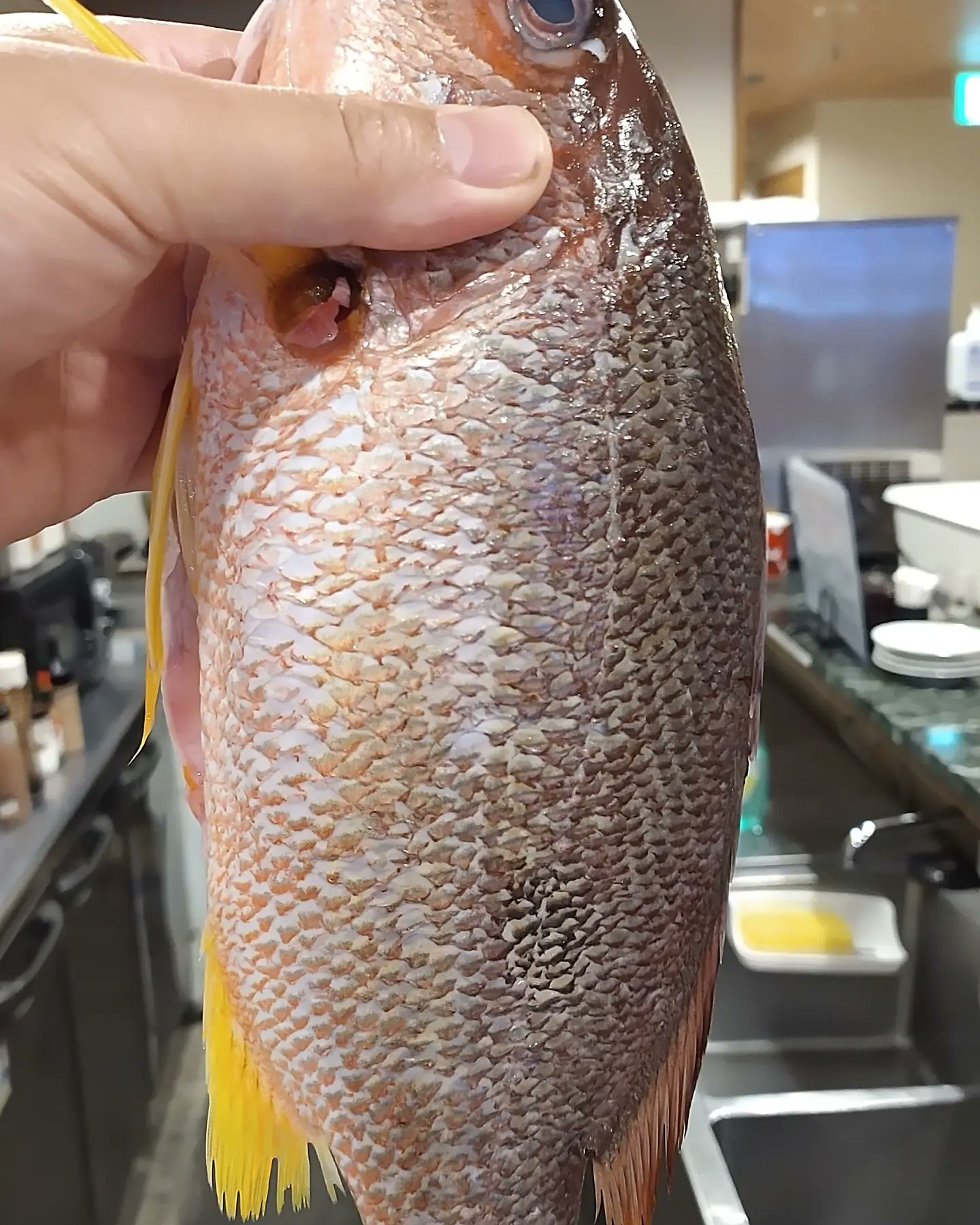 岩田 芳明 うまいもん いわたや店主 On Twitter 10 26 うまいもん いわたや 美味しい料理たくさんありますよ オススメはカツオ クロホシフエダイ 穴子天ぷら タチウオ 担々麺など 18 00 阪神タイガースvs中日ドラゴンズ ライブ放送 阪神シーズン最終戦