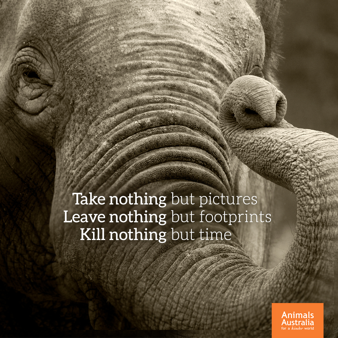 AnimalsAus's tweet image. Respect wildlife. Respect nature. Respect individuals. 🐘 ❤️