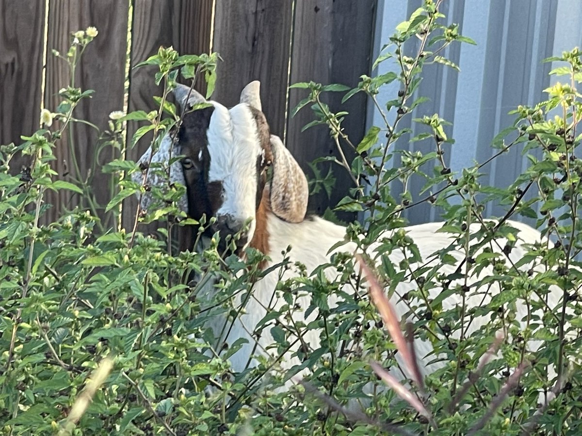 ShowertoastTTV's tweet photo. Equis is a little shy. Just had him dropped off today. Soon I’ll have a few more goats and more chickens. No more large livestock since they were moved to the other ranch. #farmlife #goats #fourleggedkid https://t.co/pjaJUQjzWp