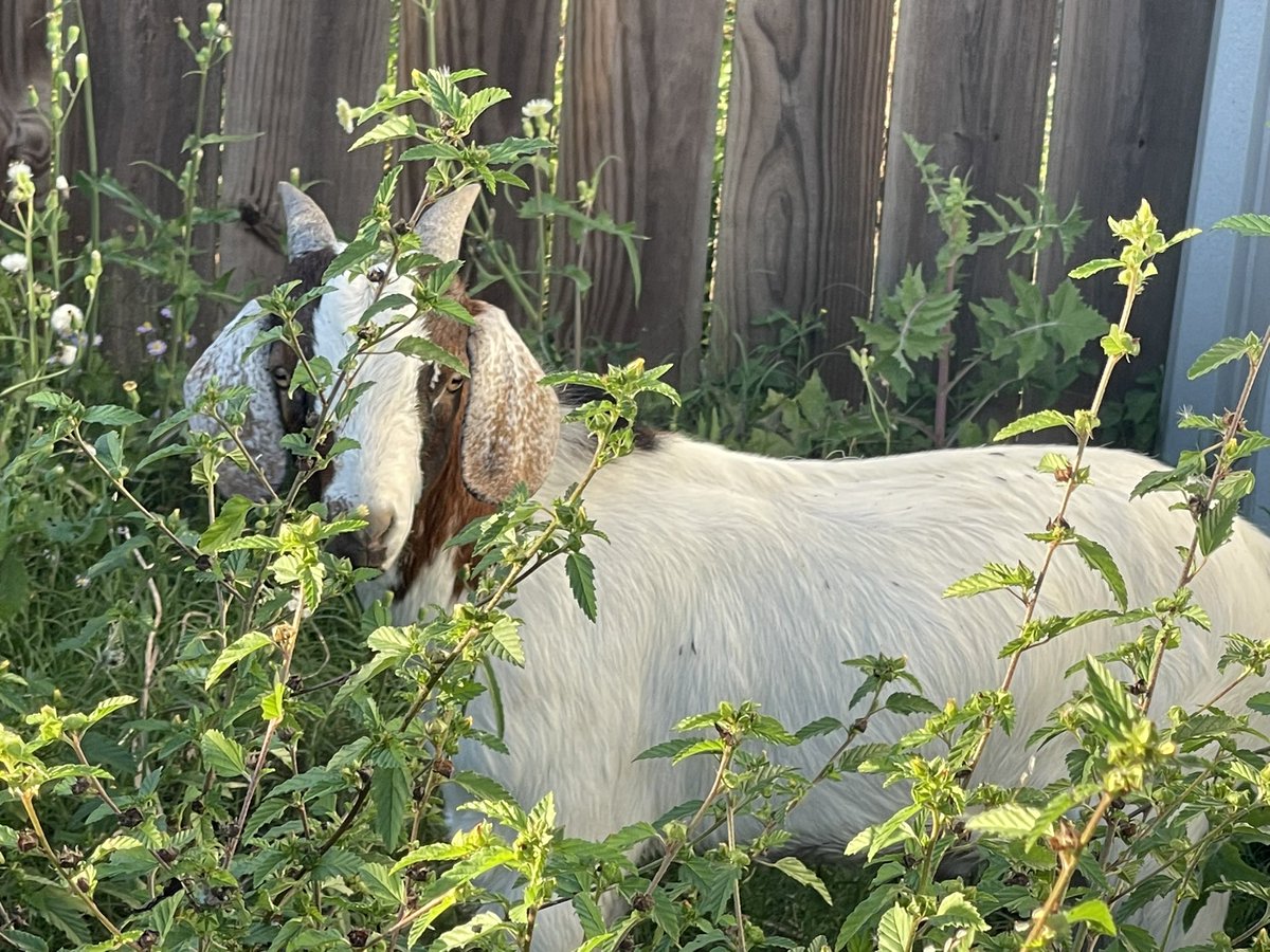 ShowertoastTTV's tweet photo. Equis is a little shy. Just had him dropped off today. Soon I’ll have a few more goats and more chickens. No more large livestock since they were moved to the other ranch. #farmlife #goats #fourleggedkid https://t.co/pjaJUQjzWp