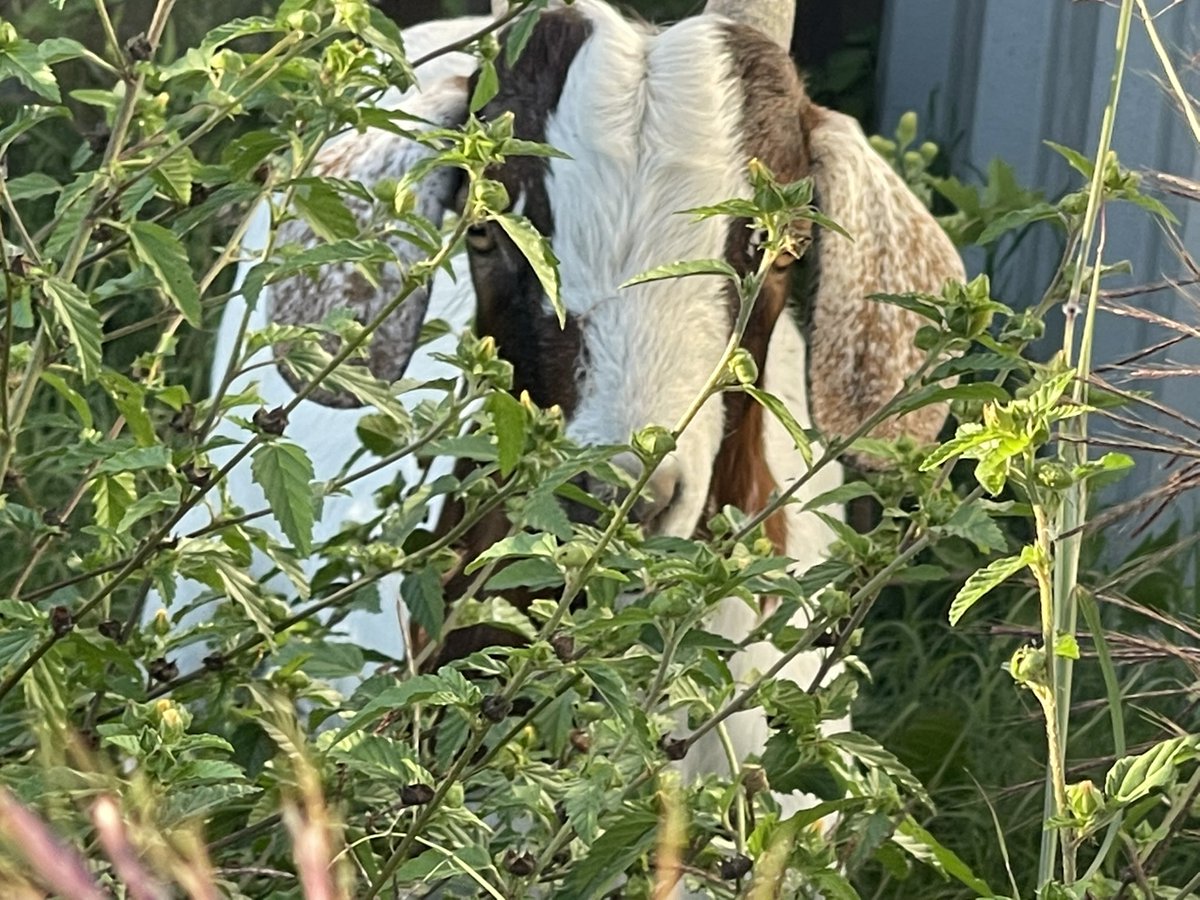 ShowertoastTTV's tweet photo. Equis is a little shy. Just had him dropped off today. Soon I’ll have a few more goats and more chickens. No more large livestock since they were moved to the other ranch. #farmlife #goats #fourleggedkid https://t.co/pjaJUQjzWp