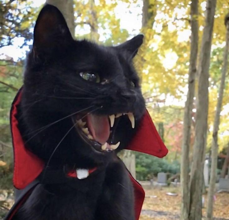 rufffies's tweet photo. Count Catula for real 🧛
.
.
.
.
.
#Dracula #Catula #blackcats #halloween2021 #cats #Vlad #CatsofTwittter #meow #aww #CatsOfTwitter #CuteCat #cute #Costume #Kitty #halloweencostume2021 #Halloweird #CuteAnimals https://t.co/fZl57ZnRti