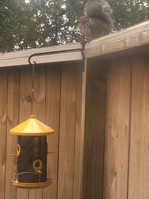 I’ve learned to accept that there’s no winning this battle. Enjoy  your dinner my squirrel friend.