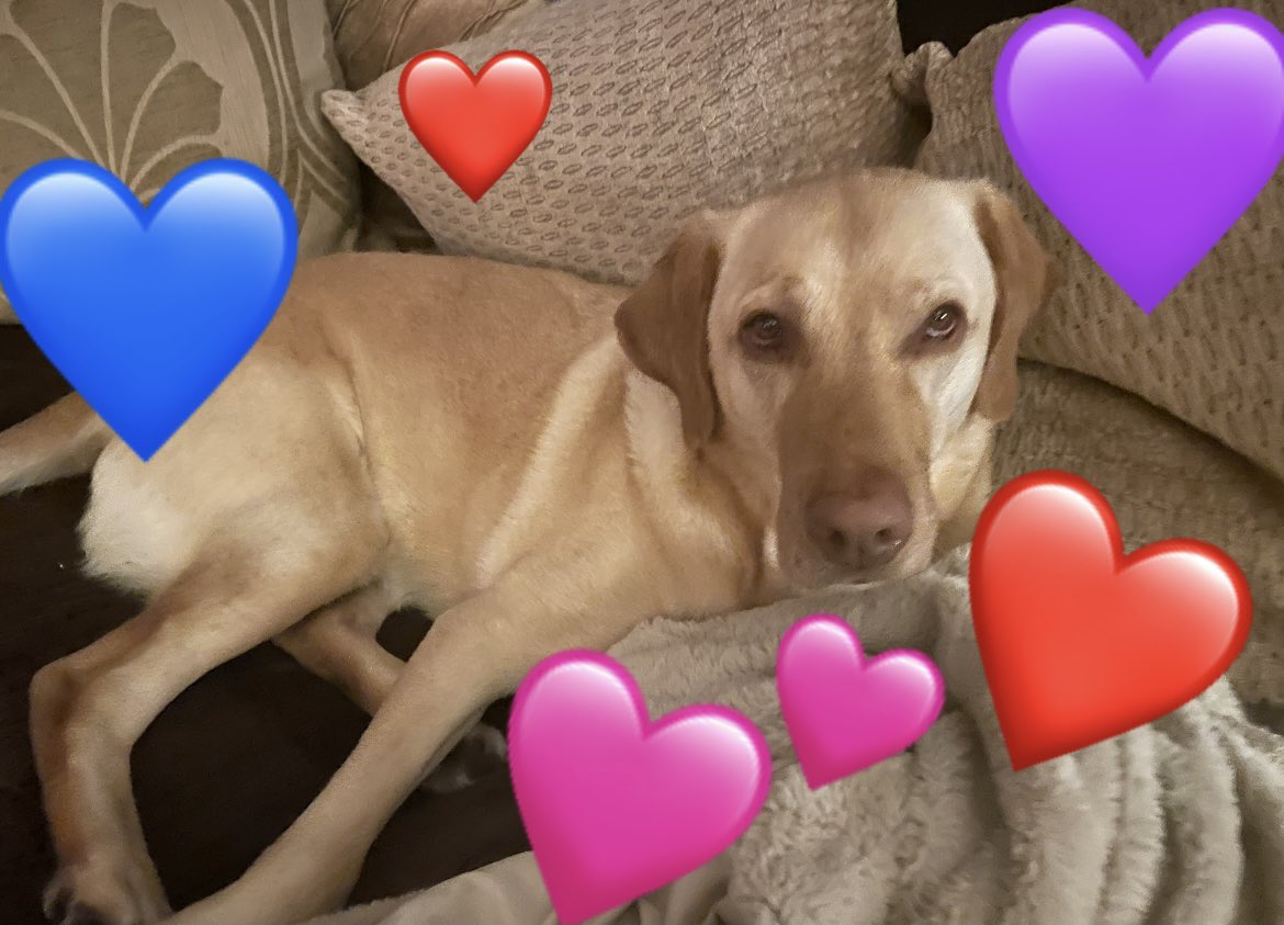 Harvey The Dog tweet media