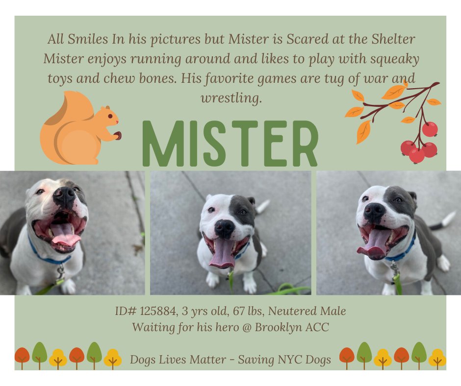 NMBewitched's tweet photo. #PitbullAwarenessMonth
#NYCACC 
4 Bully Mixes Aged 2-3 Yrs
Most Killed Dogs in Our Great Country
17 Hours💉
#FostersSaveLives 
Angus #115674
Ben #126659
Mister #125884
Mya #126708
https://t.co/5uQf224DoJ
Do Not Let them be a Statistic
Great Age
Eager to Learn &amp; Love
Security
Time https://t.co/ZoatuFGcMG