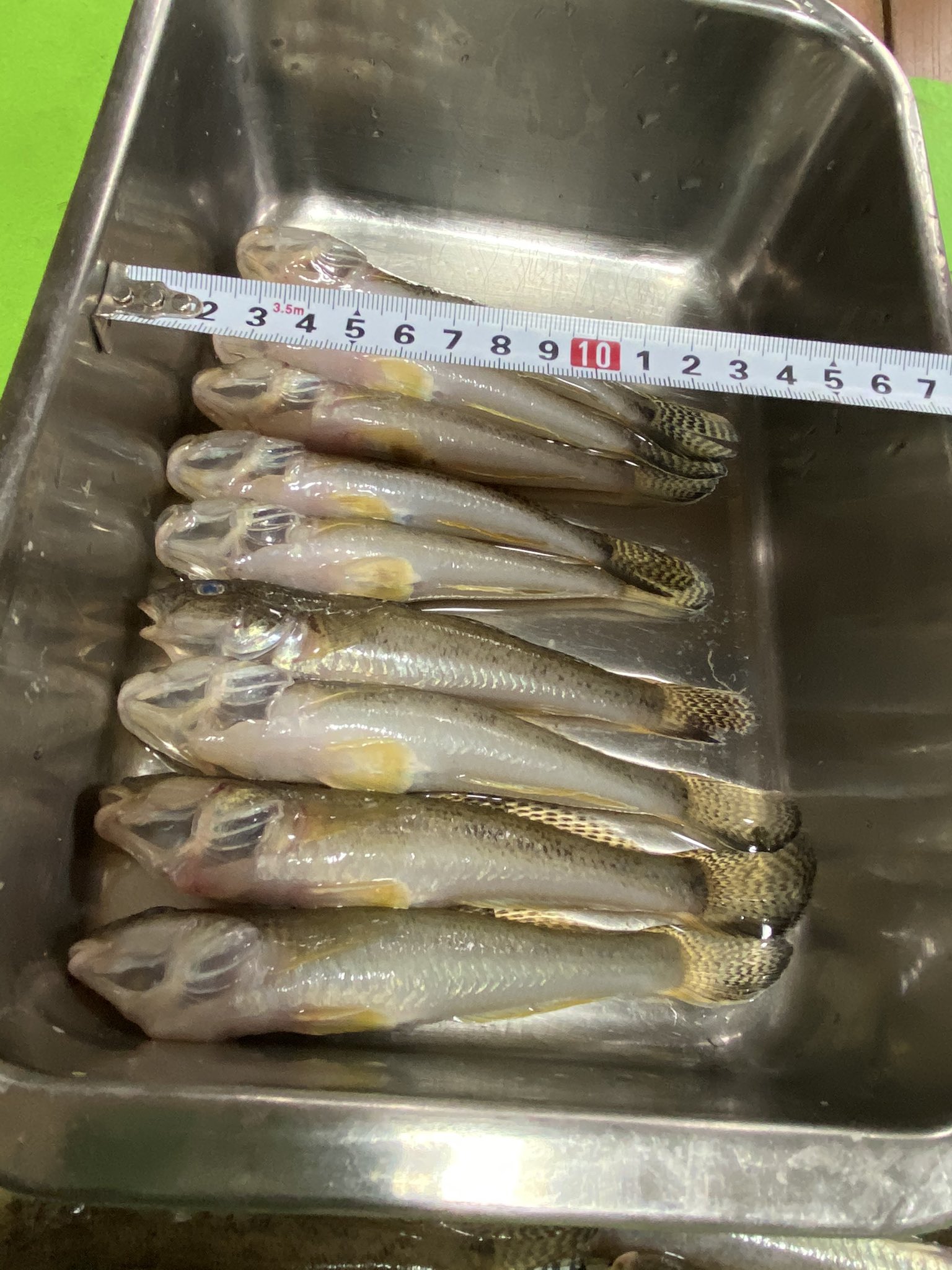 魚調理 Twitter Search Twitter