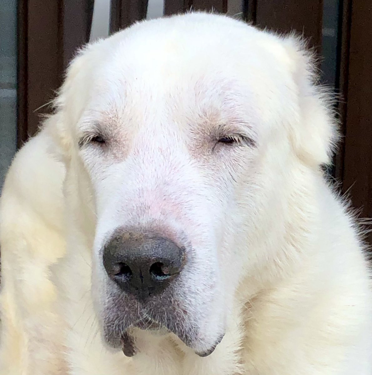 ペキニーズ星人 Cao313 Twitter