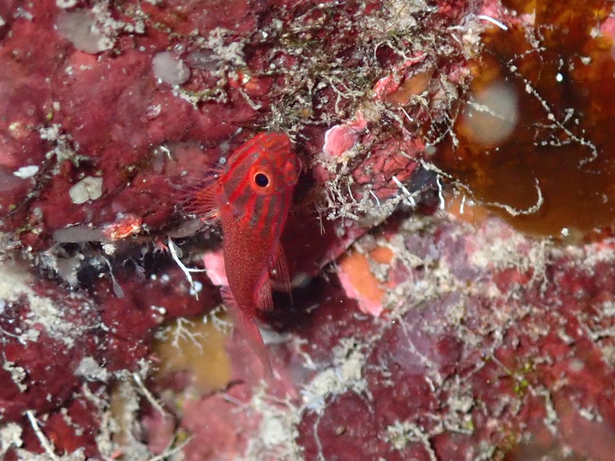 ClaassensLouw's tweet photo. Look at the shimmering body of this freaking #fish!!! What a beauty! How can anyone say gobies are nasty!#teamfish - is this Trimma striata? #goby #pygmygoby #tinyfish #palau https://t.co/xj6IdNRLfA