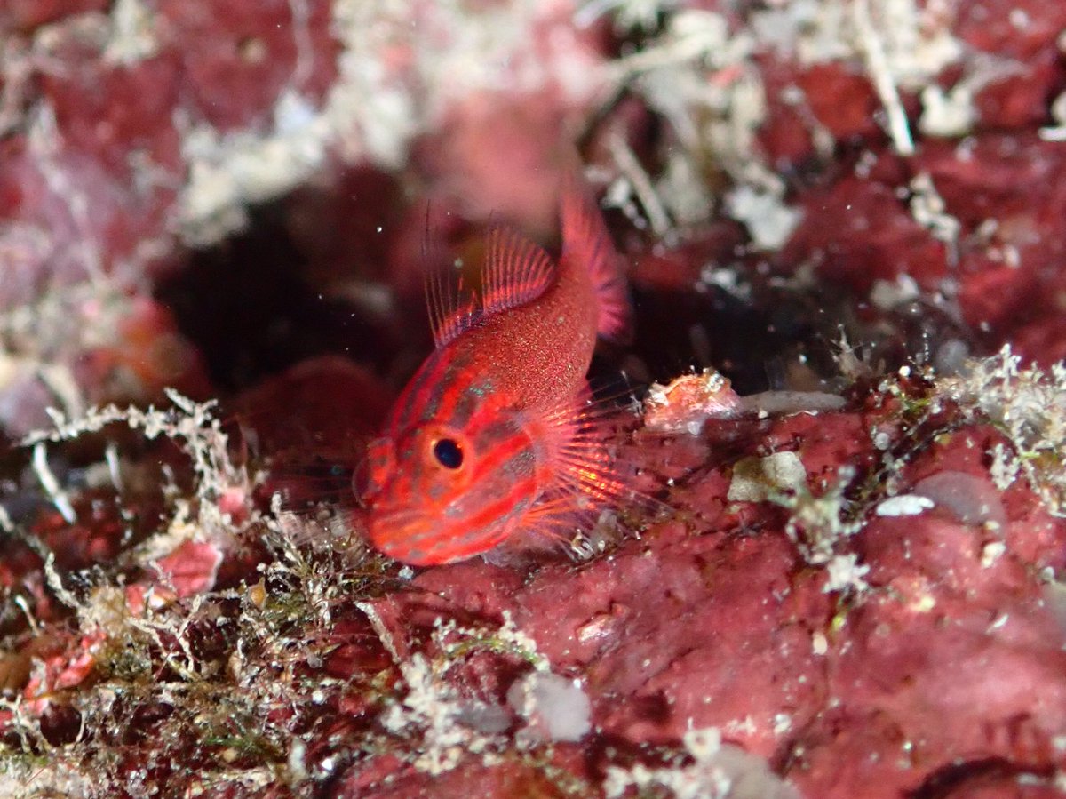 ClaassensLouw's tweet photo. Look at the shimmering body of this freaking #fish!!! What a beauty! How can anyone say gobies are nasty!#teamfish - is this Trimma striata? #goby #pygmygoby #tinyfish #palau https://t.co/xj6IdNRLfA