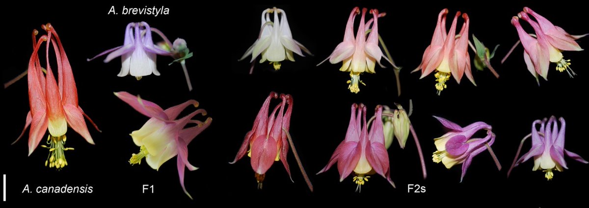 garyptchoi's tweet photo. How to identify the genes that control the size, shape, color, and nectar chemistry of flowers? 

Check out our joint work with @science_irl and colleagues at @HarvardOEB and @ucsantabarbara in @journal_evo: https://t.co/42mEGBAkwL https://t.co/2VMZJwjvzA