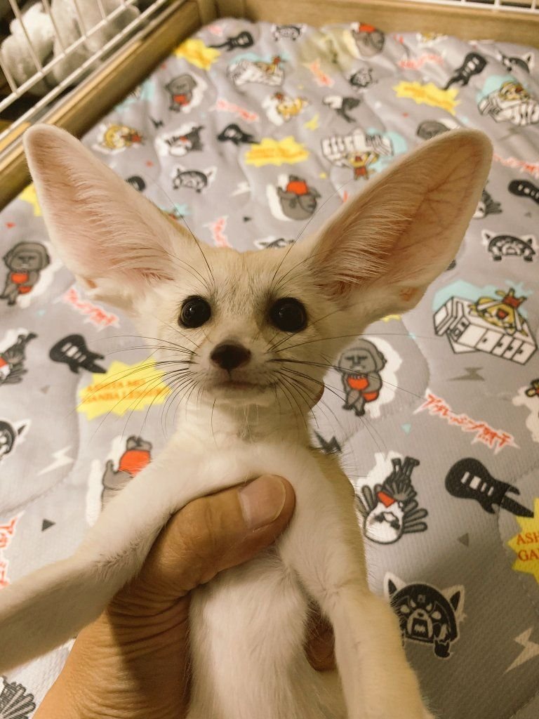 FennecsDaily's tweet photo. https://t.co/eDXQFKVlAu