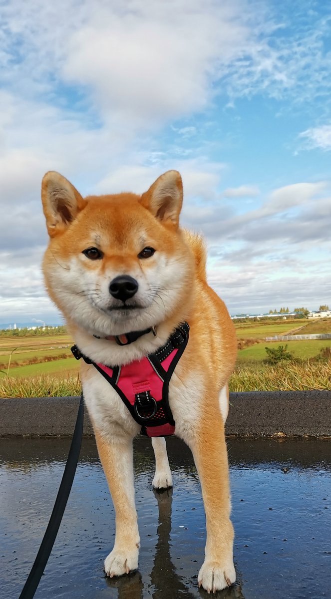 別倉庫からの配送 Petpost 猫と犬用耳クリーニングシート ココナッツオイルとアロエエキスを含んだシート100枚 ワンちゃんの耳ダニ治療 耳の Shipsctc Org 別倉庫からの配送 Petpost 猫と犬用耳クリーニングシート ココナッツオイルとアロエエキスを含んだシート100枚 ワンちゃんの耳ダニ治療 耳の Shipsctc Org