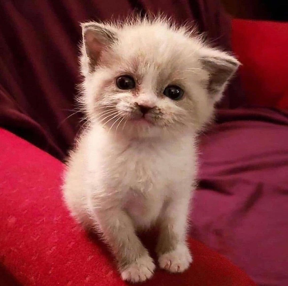 ZonkyPets's tweet photo. La foto y el resultado ➡️
.
.
.
#zonkypets #mascotas #cats #gatos #zonky https://t.co/GLjEZgq8fm