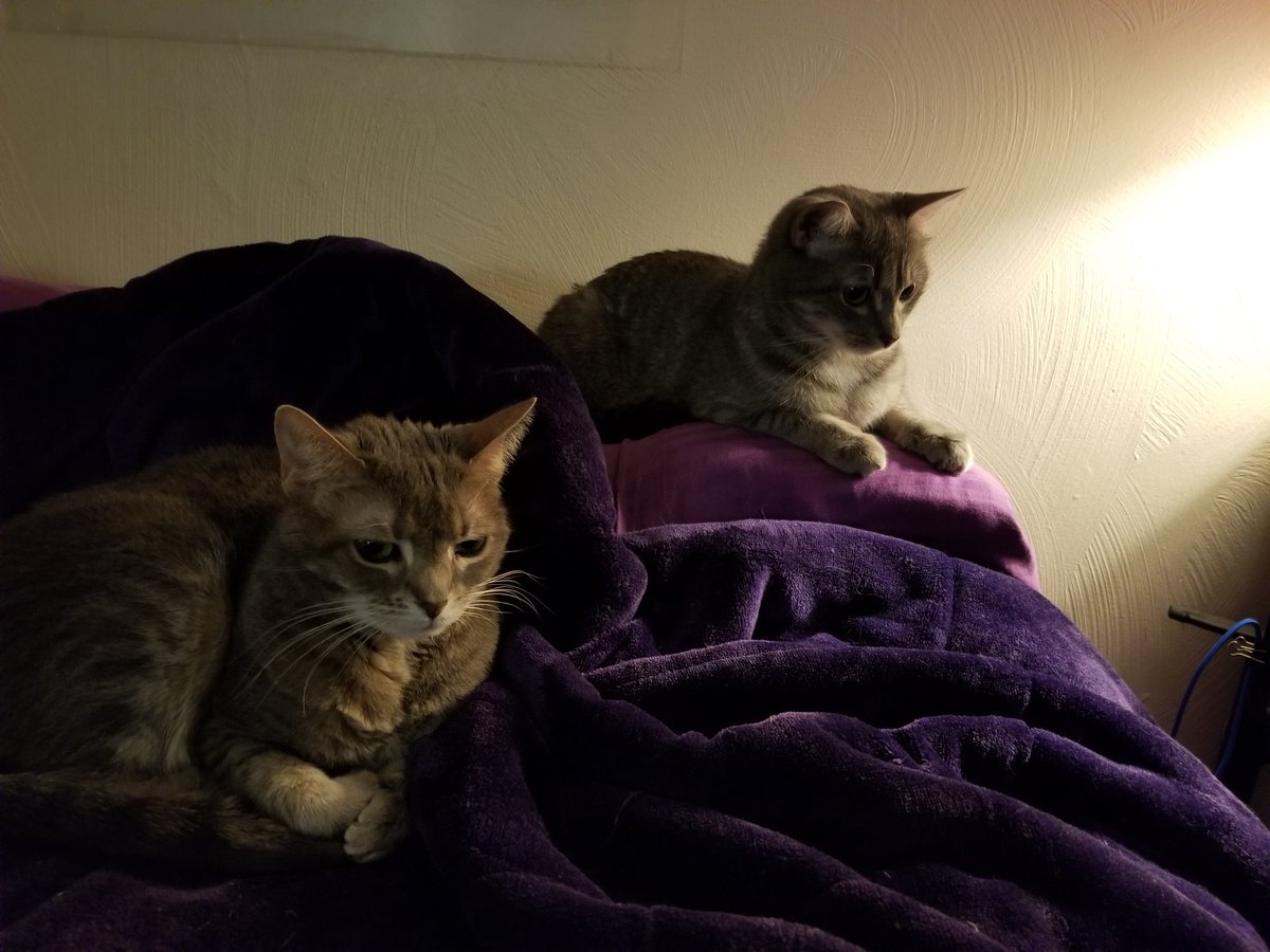 Rare photo of my two roommates cohabitating.

#CatsOfTwitter #cats #pleasejustgetalong