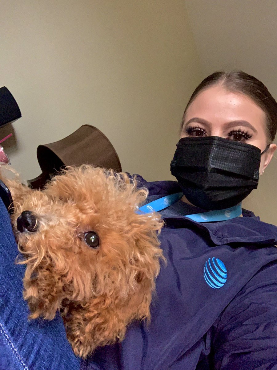 mikaylaIHX's tweet photo. Mr. JonWick was my little assistant today while his parents took advantage of our iPhone 13 deal! โ๐ผ #Tmaybe #lifeatatt #poodlepup @kdavies_ihx @brianxjr @IHXPacific @andrew_oum https://t.co/Y8ZK3tKh1d