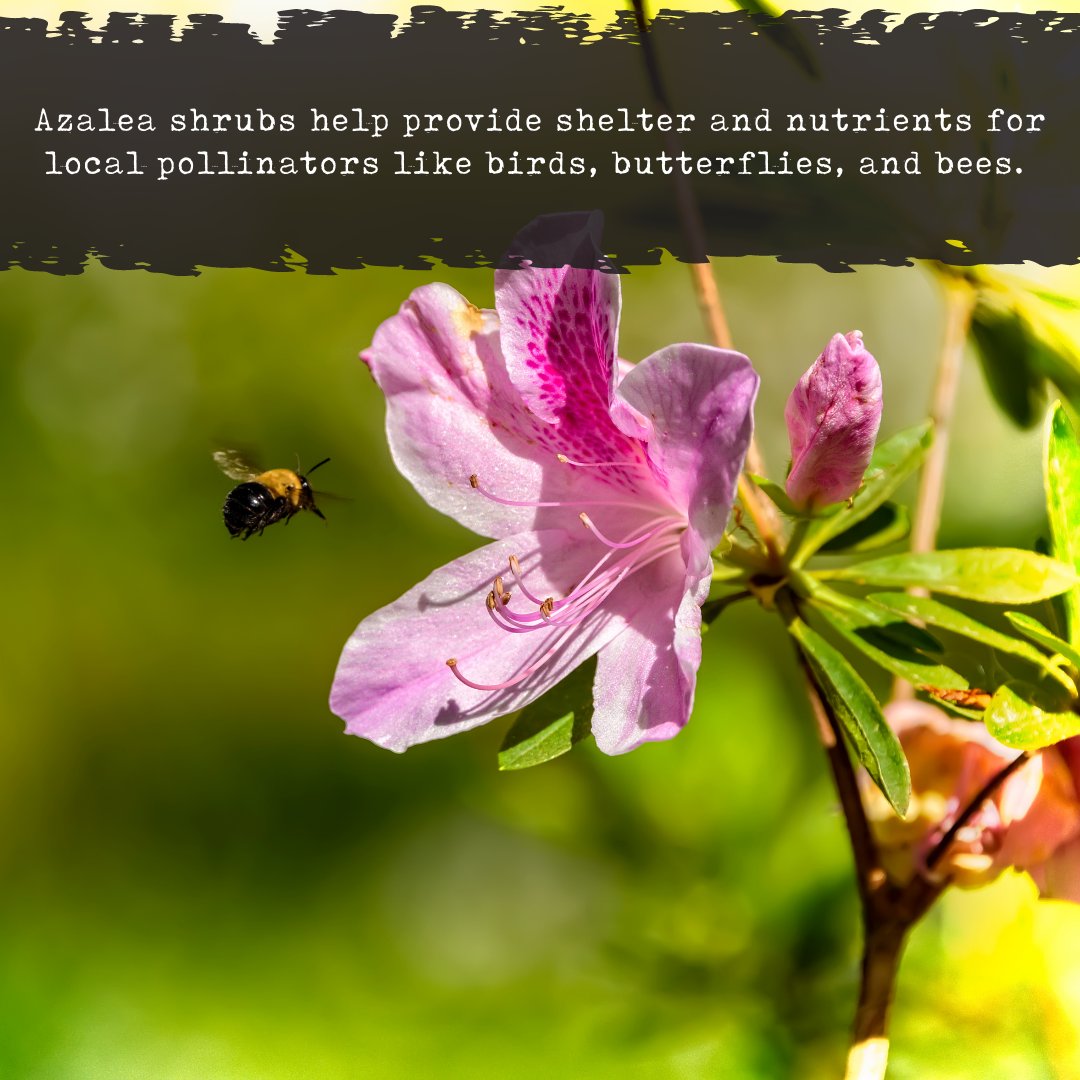 gardengoodsdir's tweet photo. There are so many ways to use Azalea Shrubs to upgrade your garden! What is your favorite? Comment below 👇
.
.
.
#GGDplantlove #GardenGoods #azalea #rhododendron #azaleawhitelights #azaleashrub #bloomingazalea #azaleawalk #flowers #garden #gardentherapy #plantlover https://t.co/eRJ0GWVDGP