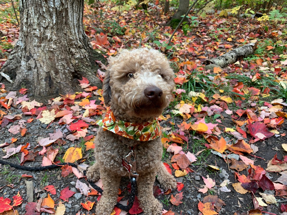 DoLiveWell1's tweet photo. Try out new ways to add Balance into your daily activities! Get outside for a walk in between work or virtual class! If you can...bring a furry friend! Check out the last post for other strategies on incorporating Balance! 
#DoLiveWell #OTmonth #Wellness https://t.co/LsLftvOAY7
