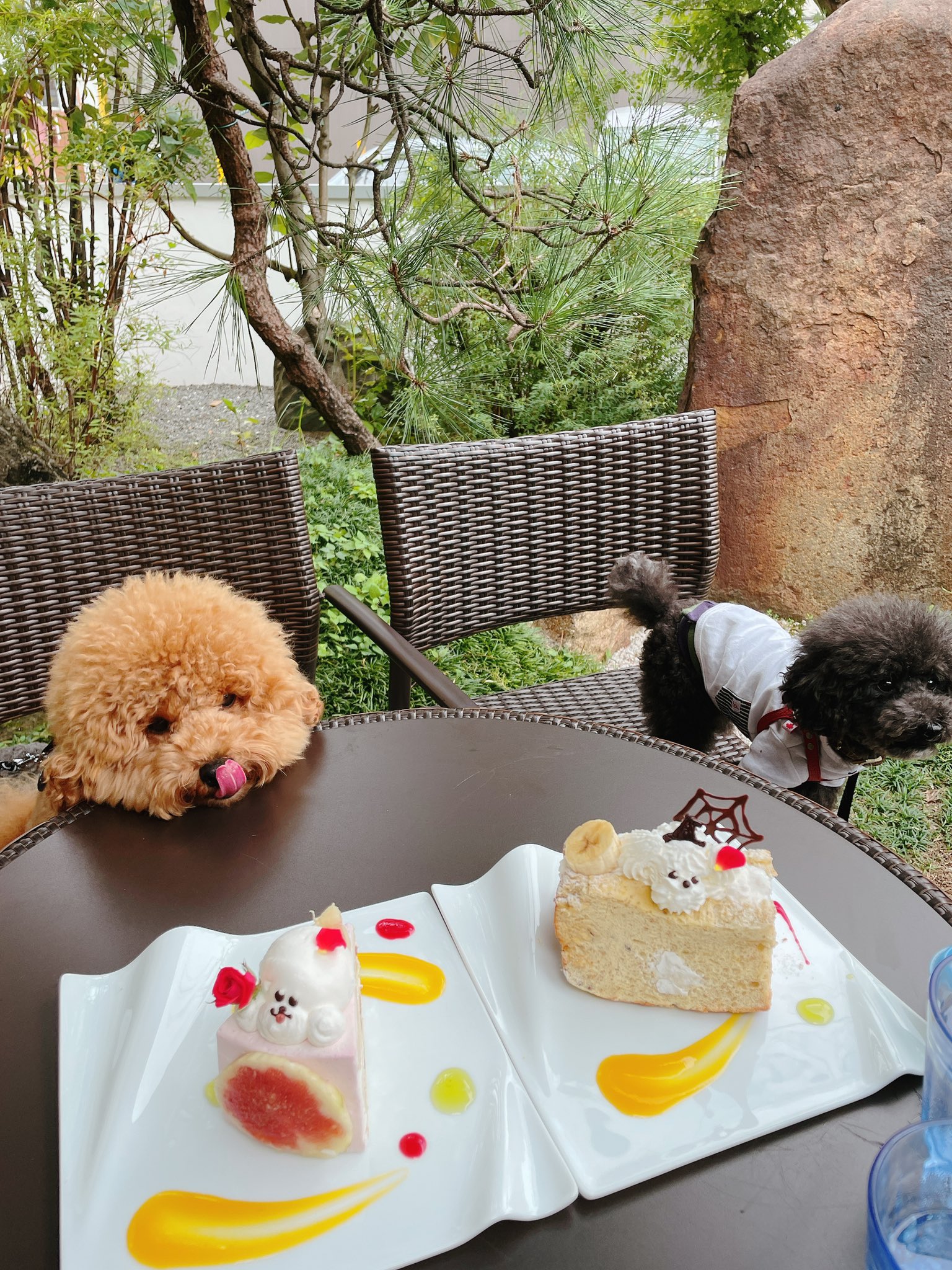 ビションプーのきなこ お友達の福太郎くんと カフェ巡り ビアンカ Bianca ビアンカ京都 うちの子 きなこ ビションフリーゼ トイプードル ビションプー ミックス犬 アフロ犬 ビションプーのお友達と繋がりたい いぬのいる暮らし 犬のいる生活 わんこの