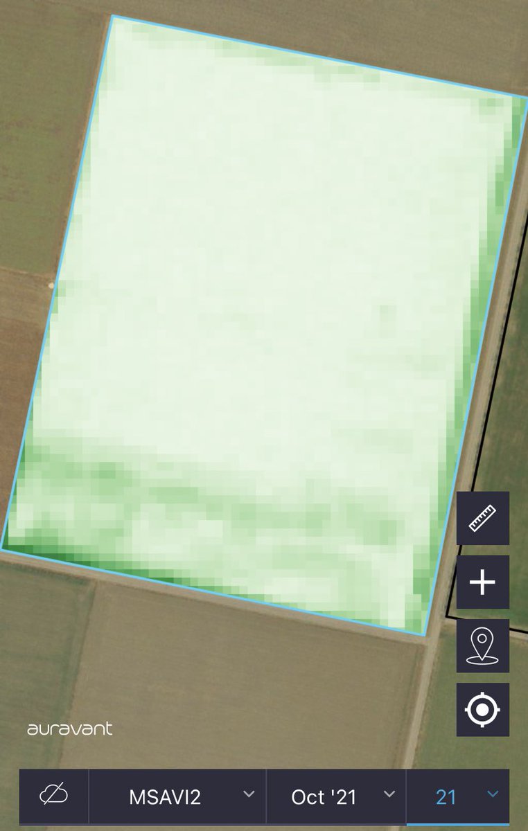 CruzTibaldi's tweet photo. @auravant 👈Maíz que se ajusta el fin de semana con solmix
👉Franja de sorgo de alepo tratada hace una semana en chala que va a soja 1ra https://t.co/tO1YOvyQTT