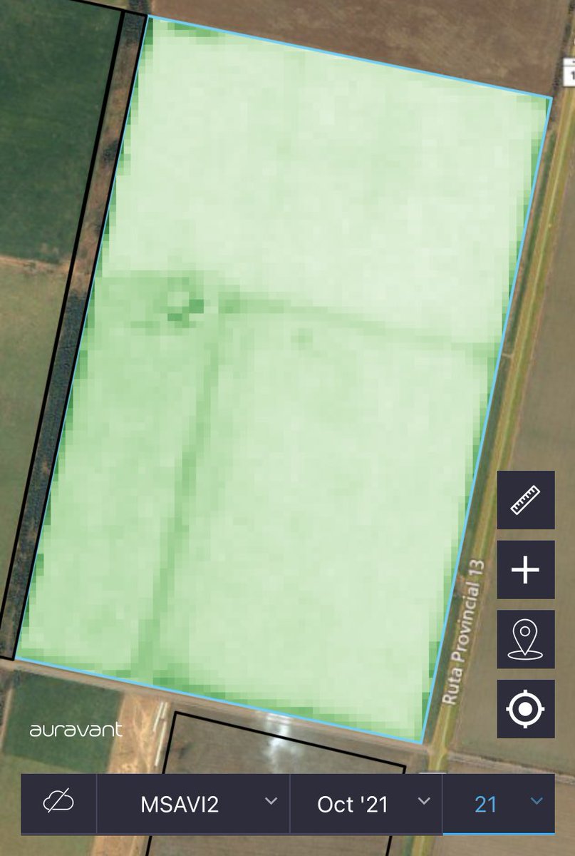 CruzTibaldi's tweet photo. @auravant 👈Maíz que se ajusta el fin de semana con solmix
👉Franja de sorgo de alepo tratada hace una semana en chala que va a soja 1ra https://t.co/tO1YOvyQTT