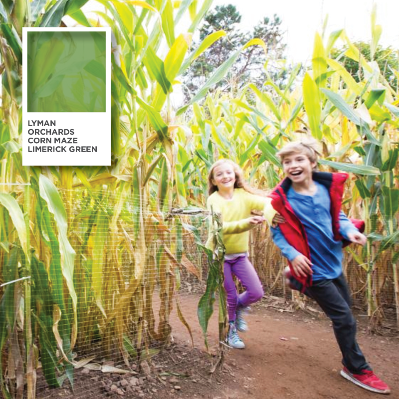 CTvisit's tweet photo. Get lost and explore these creative #cornmazes in Connecticut this season โ some even have fun themes! #FullColorCT #CTvisit ๐: @LymanOrchards, Middlefield